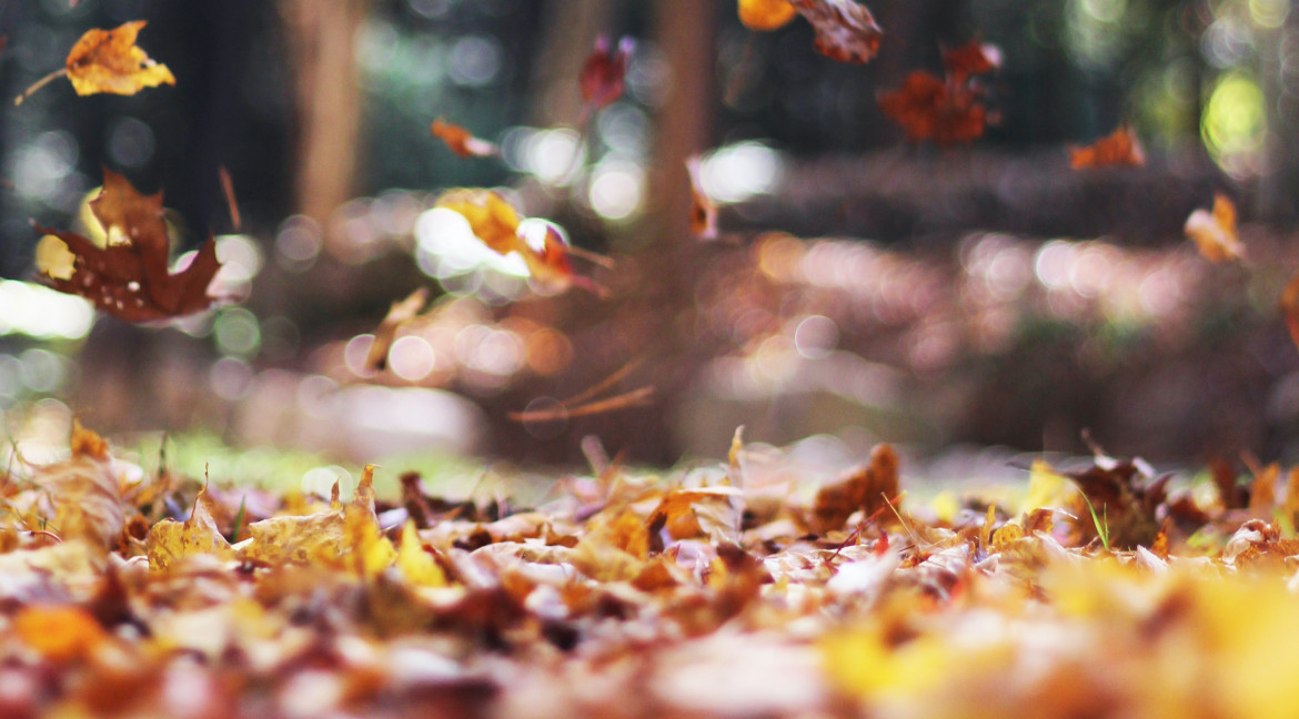 autumn leaves
