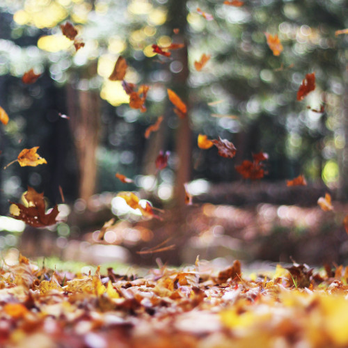autumn leaves