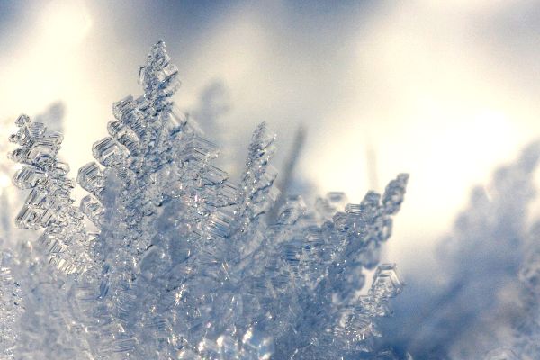 cold-frost-frosty-1130692