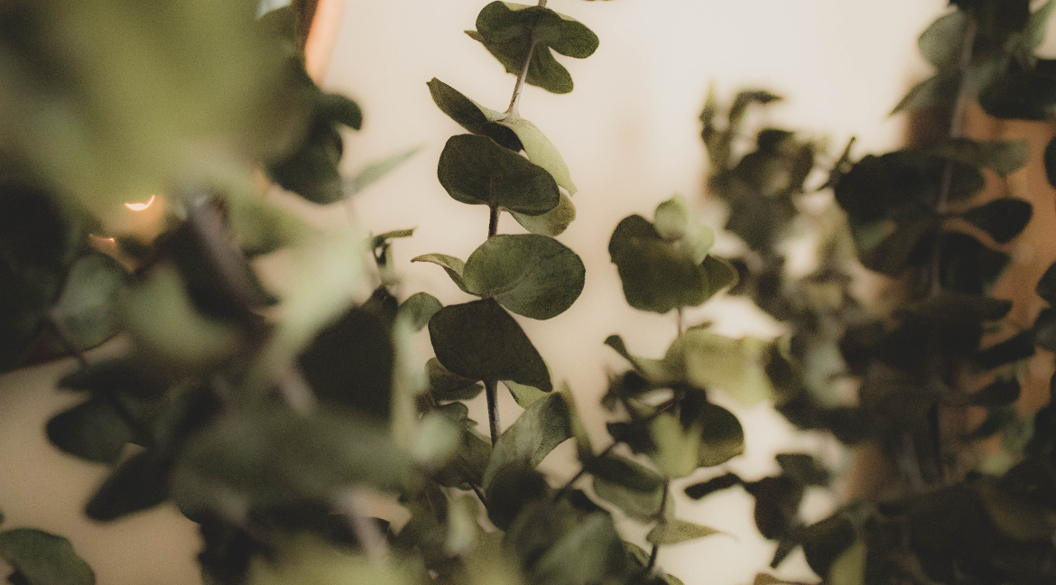 Eucalyptus